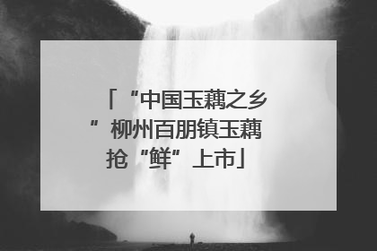 “中国玉藕之乡”柳州百朋镇玉藕抢“鲜”上市