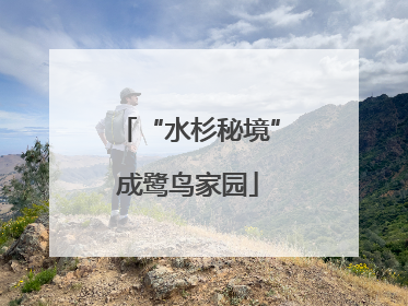 “水杉秘境”成鹭鸟家园