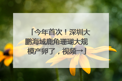 今年首次！深圳大鹏海域鹿角珊瑚大规模产卵了，视频→