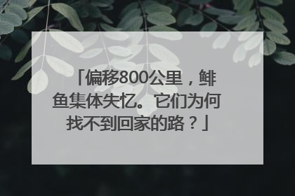 偏移800公里，鲱鱼集体失忆。它们为何找不到回家的路？