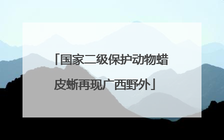 国家二级保护动物蜡皮蜥再现广西野外