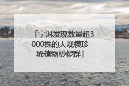 宁洱发现数量超3000株的大规模珍稀植物桫椤群