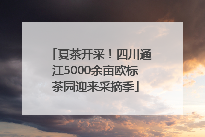 夏茶开采！四川通江5000余亩欧标茶园迎来采摘季