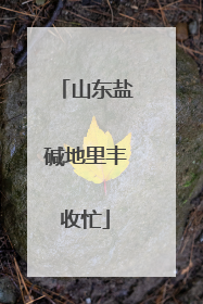 山东盐碱地里丰收忙