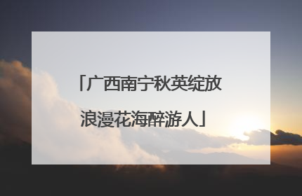 广西南宁秋英绽放 浪漫花海醉游人