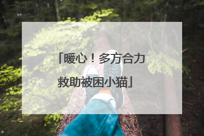 暖心！多方合力救助被困小猫
