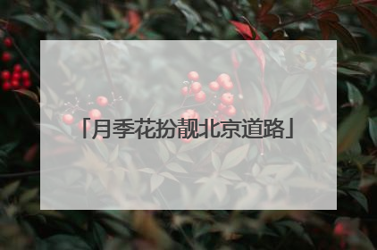 月季花扮靓北京道路