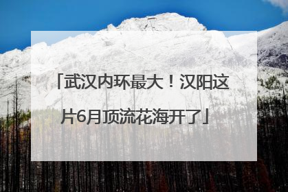 武汉内环最大！汉阳这片6月顶流花海开了