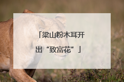 梁山粉木耳开出“致富花”