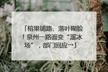 榕果铺路、落叶糊脸！泉州一路面变“溜冰场”，部门回应→