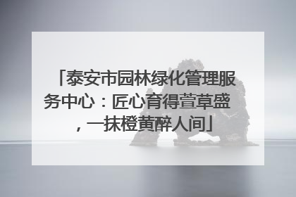 泰安市园林绿化管理服务中心：匠心育得萱草盛，一抹橙黄醉人间