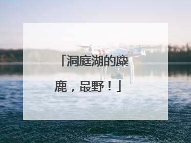 洞庭湖的麋鹿，最野！