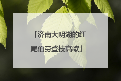 济南大明湖的红尾伯劳登枝高歌
