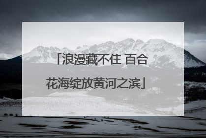 浪漫藏不住 百合花海绽放黄河之滨
