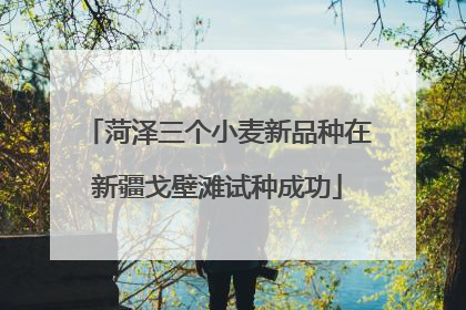 菏泽三个小麦新品种在新疆戈壁滩试种成功