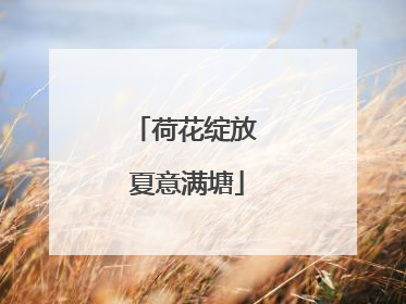 荷花绽放 夏意满塘