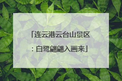 连云港云台山景区：白鹭翩翩入画来