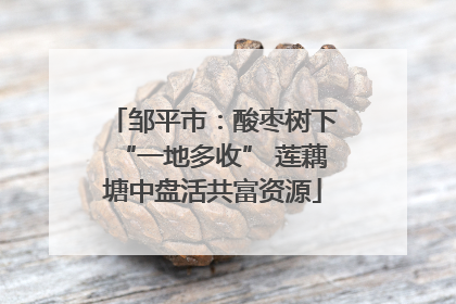邹平市：酸枣树下“一地多收” 莲藕塘中盘活共富资源