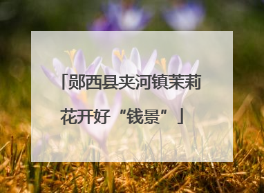 郧西县夹河镇茉莉花开好“钱景”