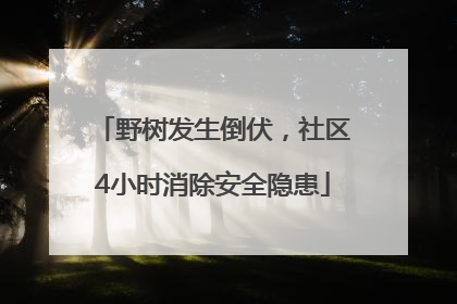 野树发生倒伏，社区4小时消除安全隐患