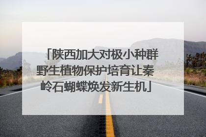 陕西加大对极小种群野生植物保护培育让秦岭石蝴蝶焕发新生机