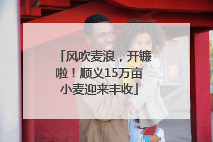 风吹麦浪，开镰啦！顺义15万亩小麦迎来丰收
