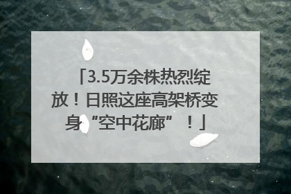 3.5万余株热烈绽放！日照这座高架桥变身“空中花廊”！